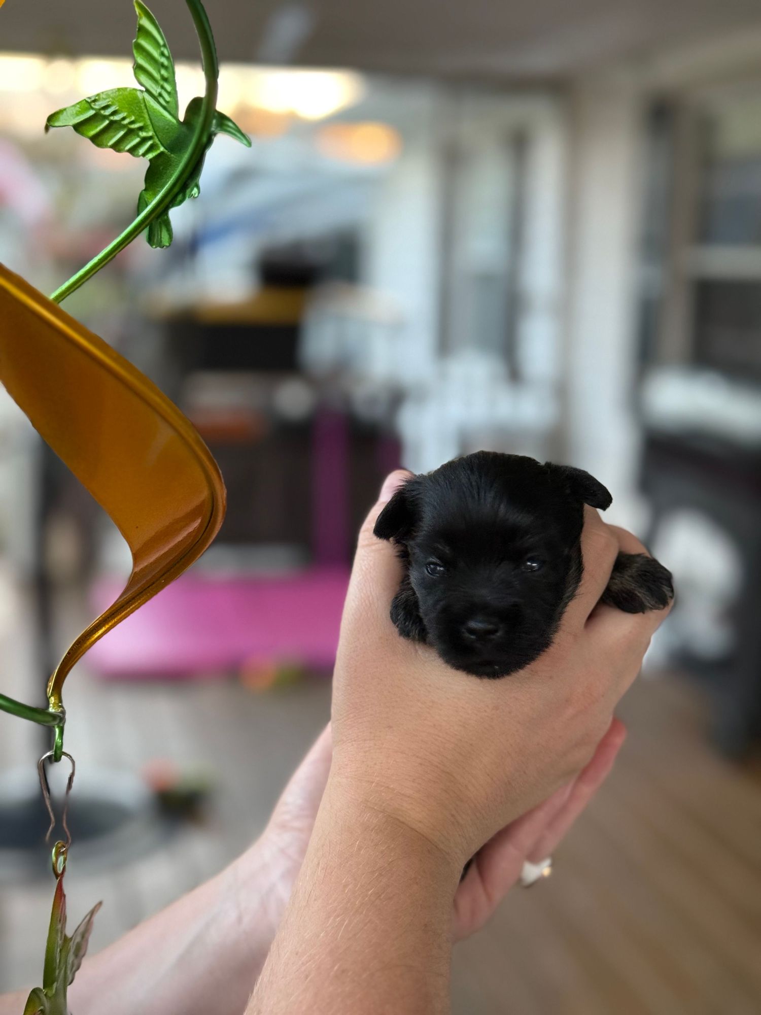 Mini Schnauzer puppies