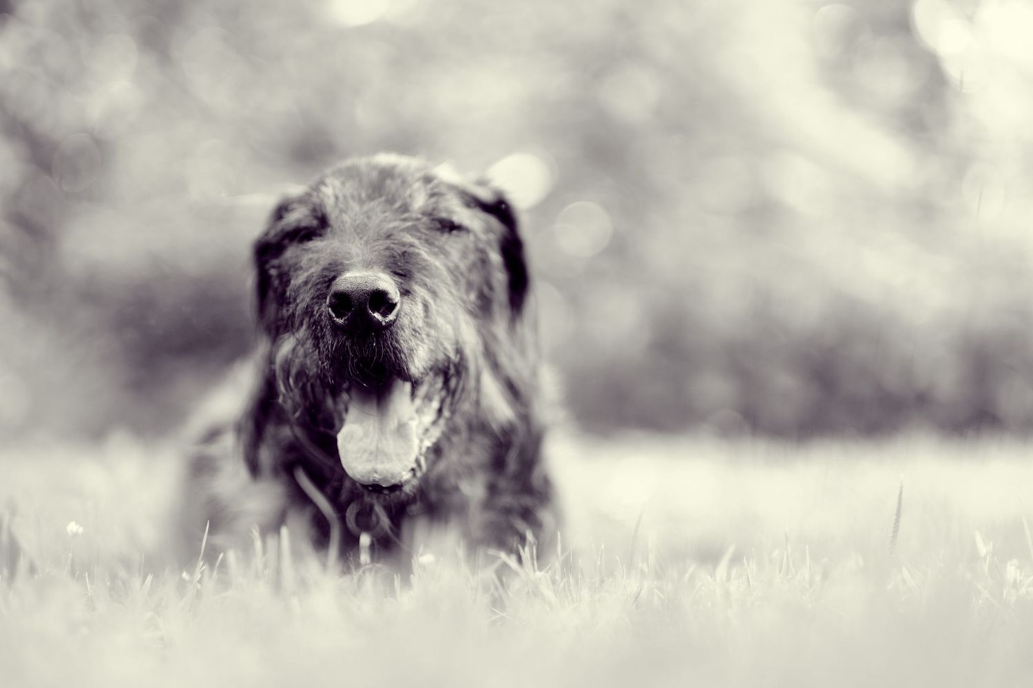 A black Irish Wolfhound dog sitting in a misty field captured in dreamy black and white photography.