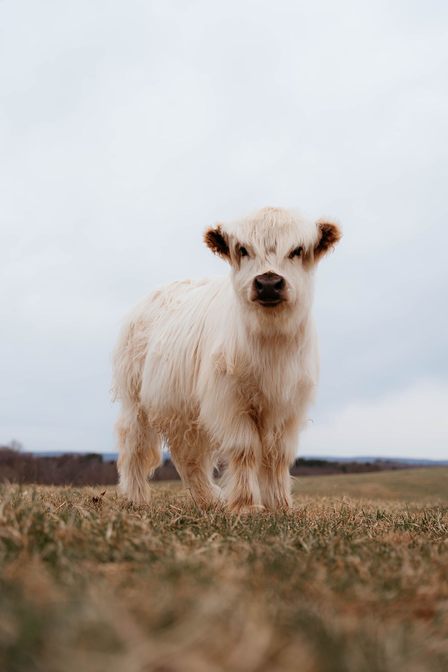 A majestic Highland cow with long brown shaggy fur and distinctive curved horns stands in profile against a light background.