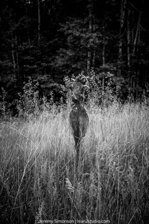 A black and white photograph of a deer standing alert in tall grass at the edge of a dark forest.