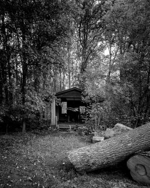 A sequence of black and white forest scenes shows a fallen tree trunk leading to a small wooden structure in the woods.