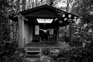 Black and white photo of a rustic cabin nestled among trees in a wooded forest setting.