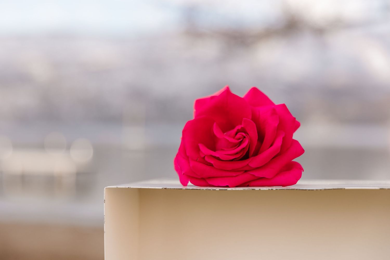 A vibrant red rose rests on a beige surface against a soft blurred background for a surprise proposal engagement photoshoot in kelowna bc