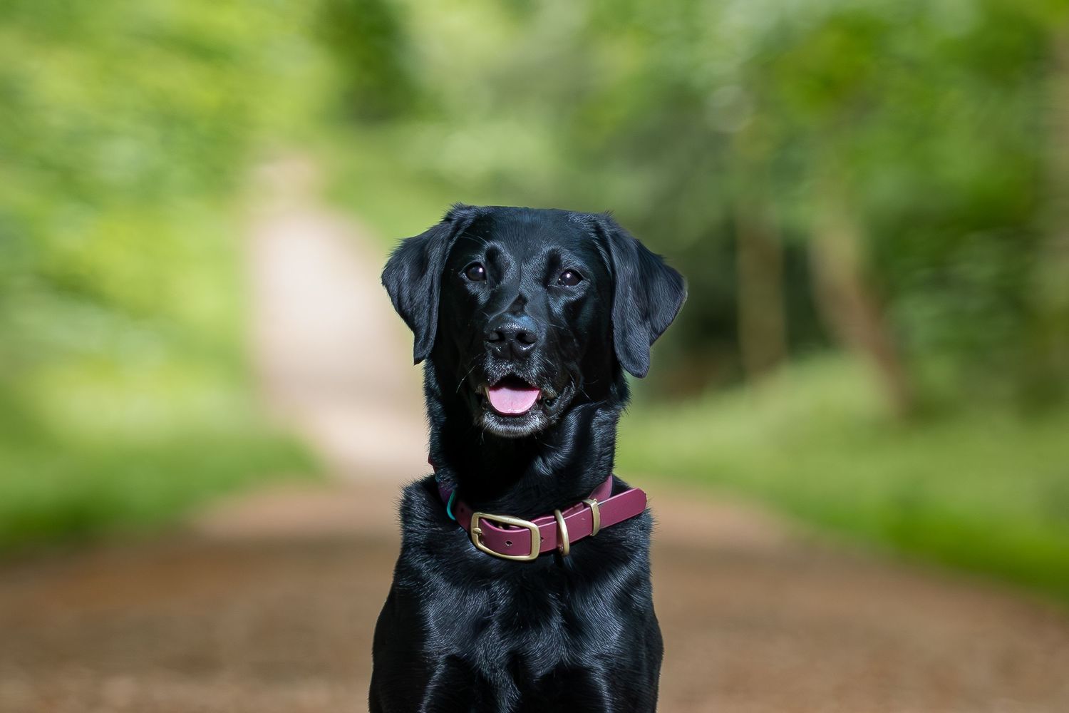 A happy black Labrador retriever with a pink collar stands on a dirt path surrounded by green foliage.
