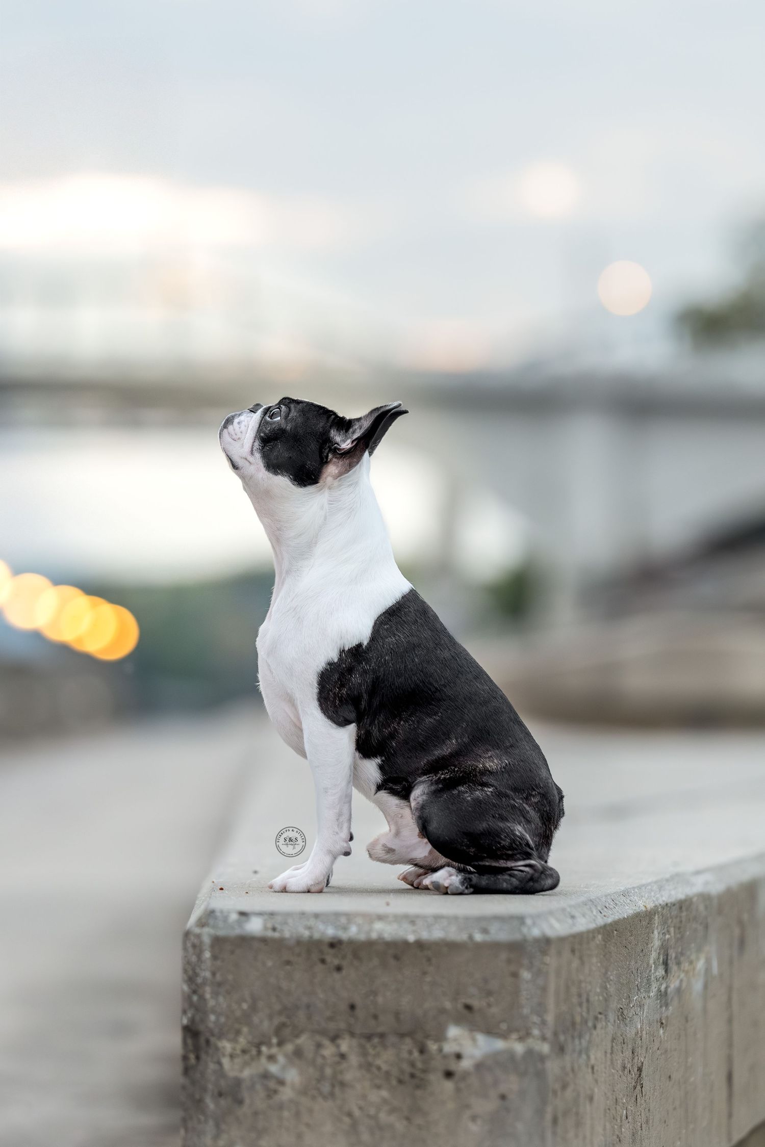 A black and white Boston Terrier sits attentively on a concrete ledge at dusk with bokeh lights in the background.