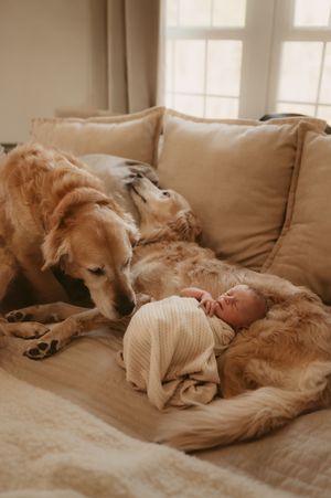 Golden retriever dog lying protectively next to a newborn baby in white on a beige couch in soft natural light.
