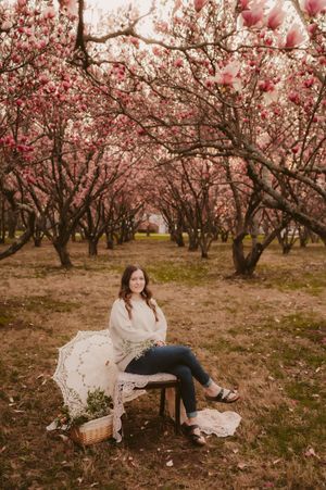 Blooming magnolia trees create a romantic backdrop in an orchard during springtime.