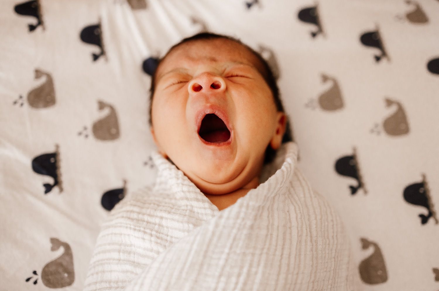 Baby yawns at his newborn photoshoot with Bay Area Newborn Photographer Cindy Tucey in Campbell