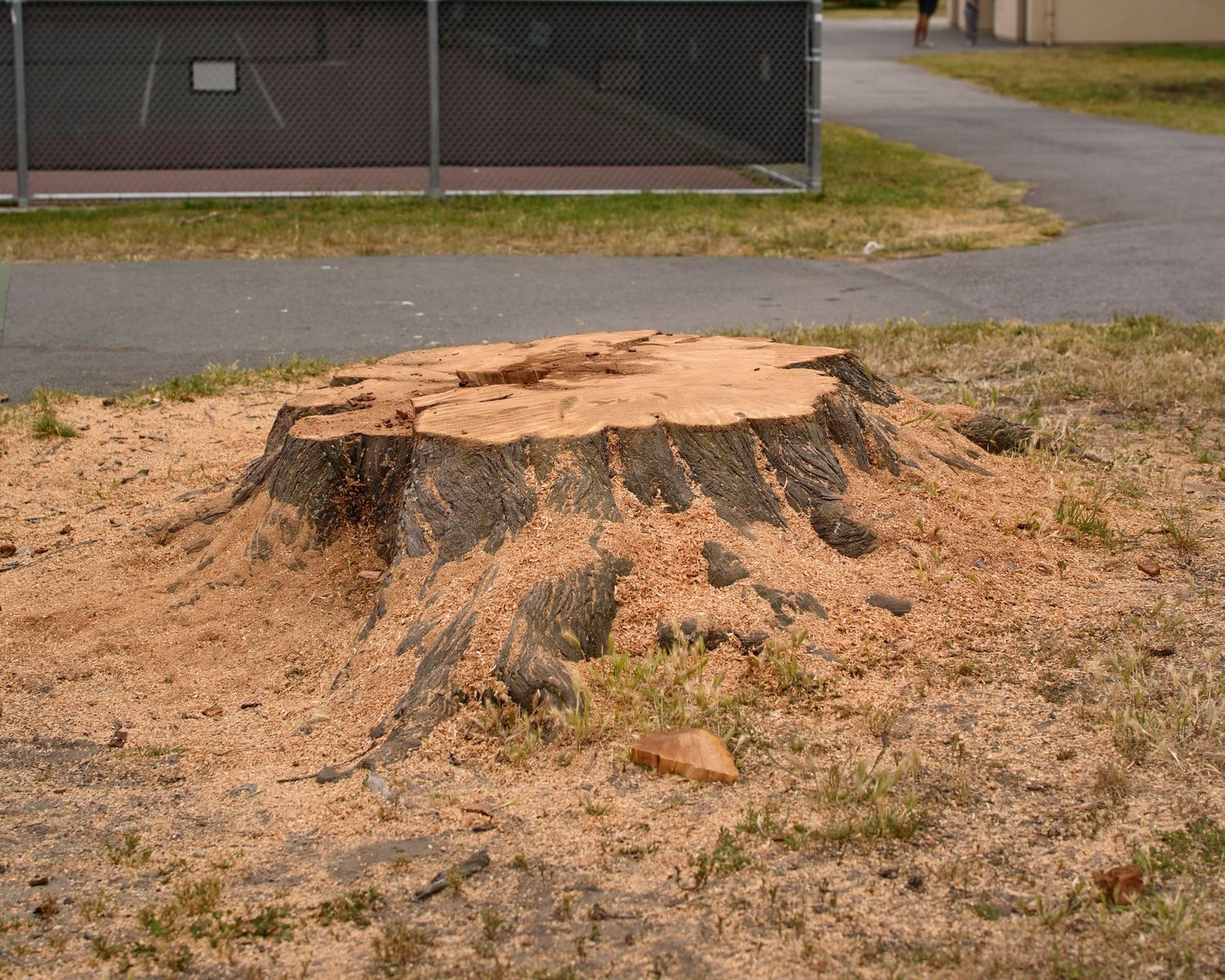 Large tree stump with fresh wood shavings on dry ground near a chain-link fence in an outdoor area.