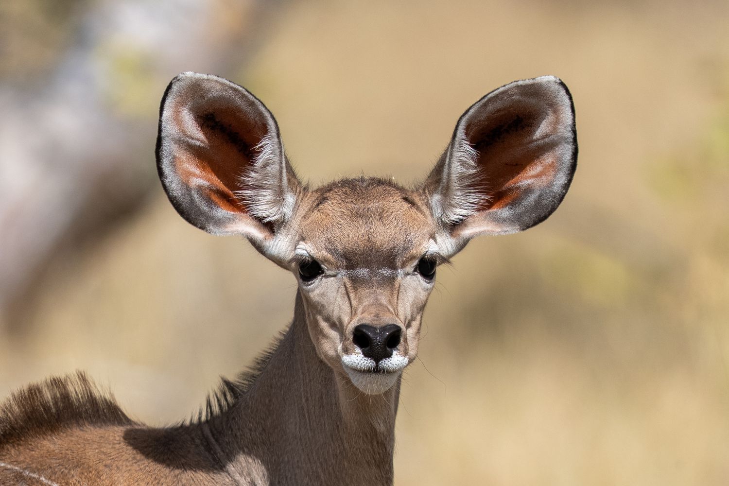 Close-up portrait of a young kudu antelope with large ears, looking directly at camera in African savanna.