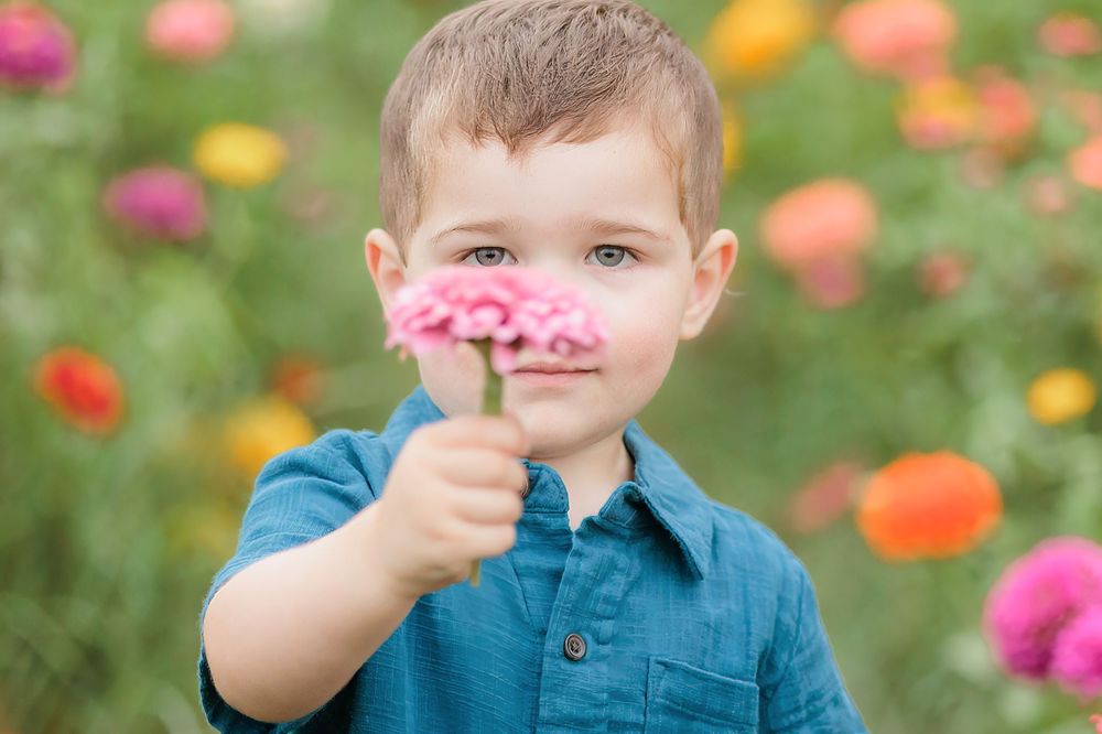 Young boy in blue shirt holding a pink flower in a colorful garden field.