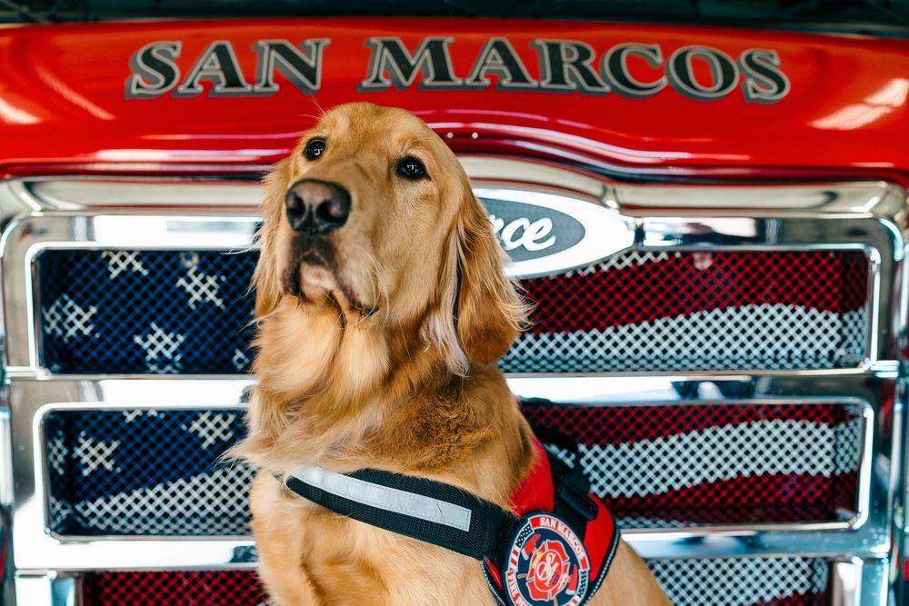 Golden Retriever service dog in red harness posed in front of San Marcos fire truck with American flag grille.
