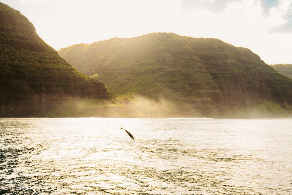 A dolphin leaps from golden sunlit ocean waters near misty green mountains in Hawaii.