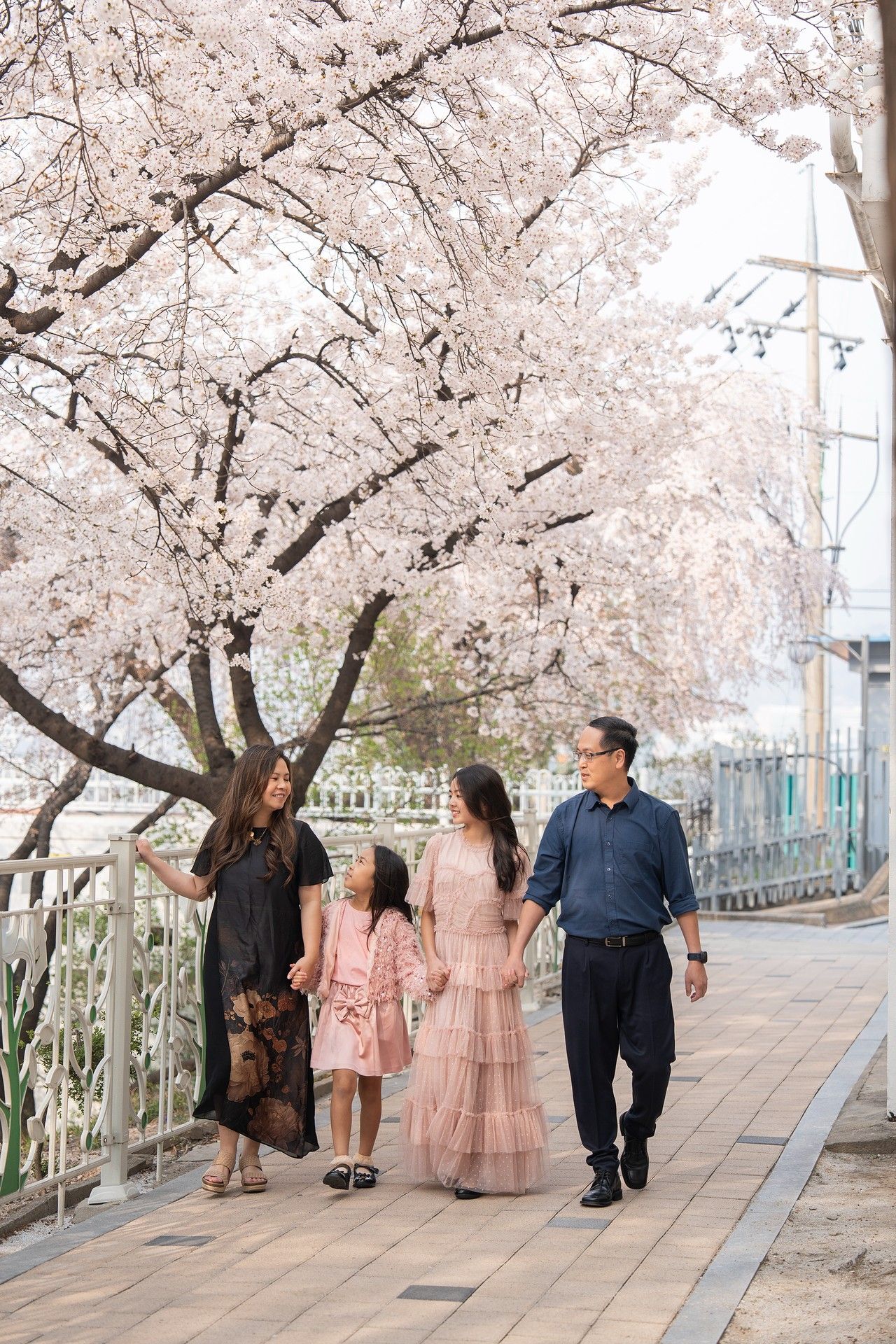 Family of four walking under blooming cherry blossom trees on a scenic pathway in spring.