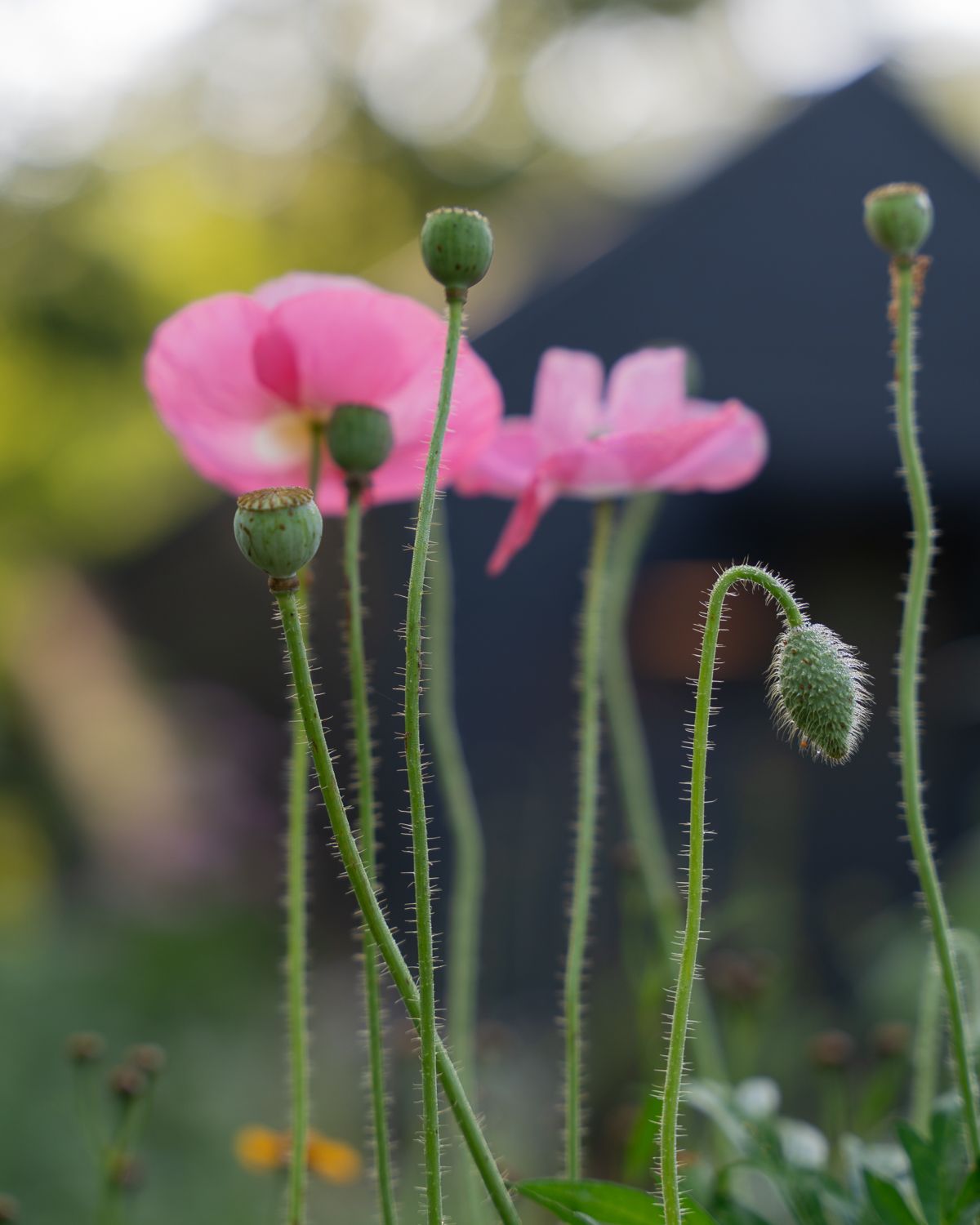 Pink poppy flowers with fuzzy green stems and buds blooming in a garden at dusk.