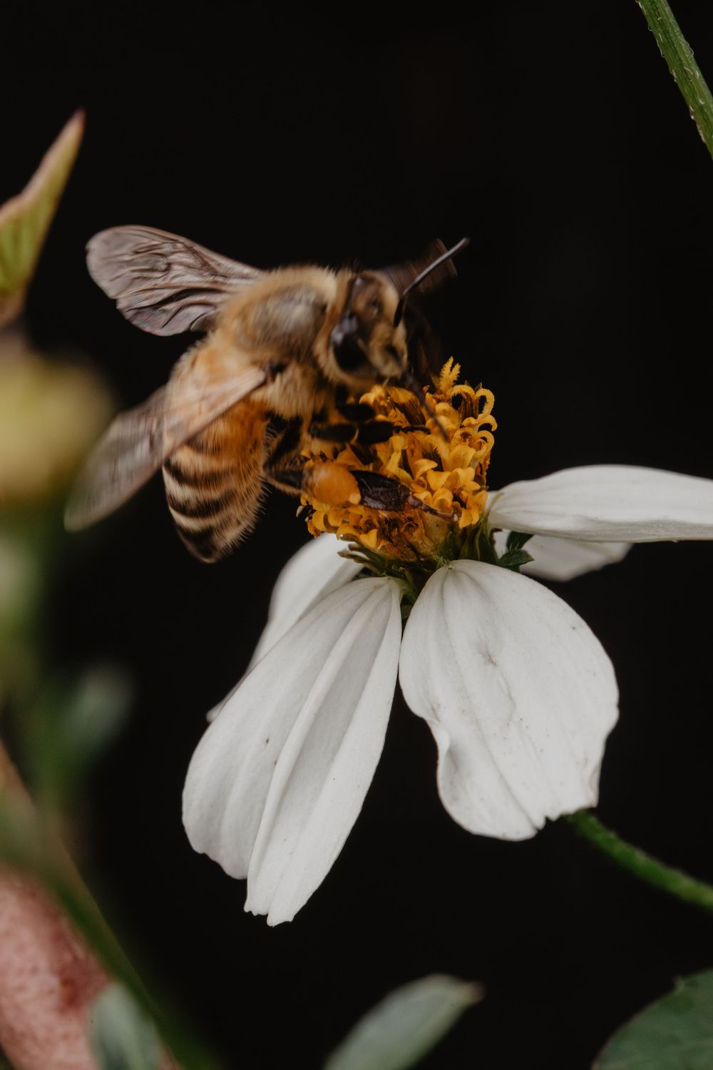 Bees and flowers. Springtime nature photography.