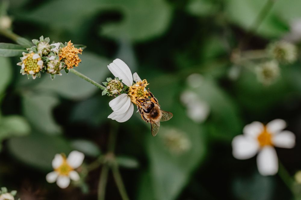 Bees and flowers. Springtime nature photography.