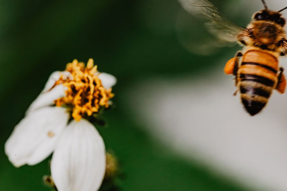 Bees and flowers. Springtime nature photography.
