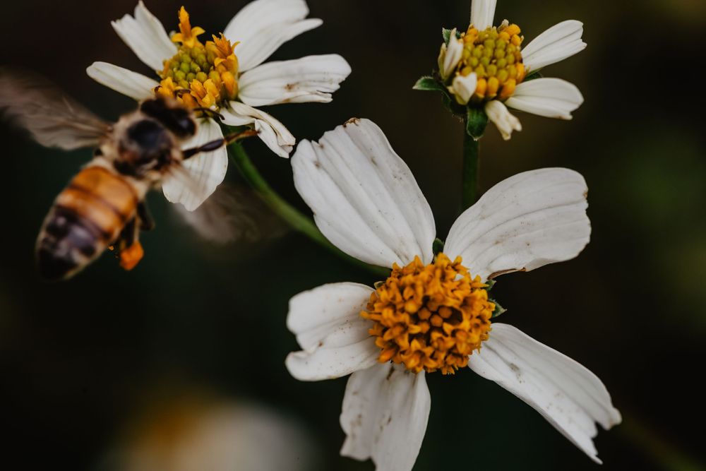 Bees and flowers. Springtime nature photography.