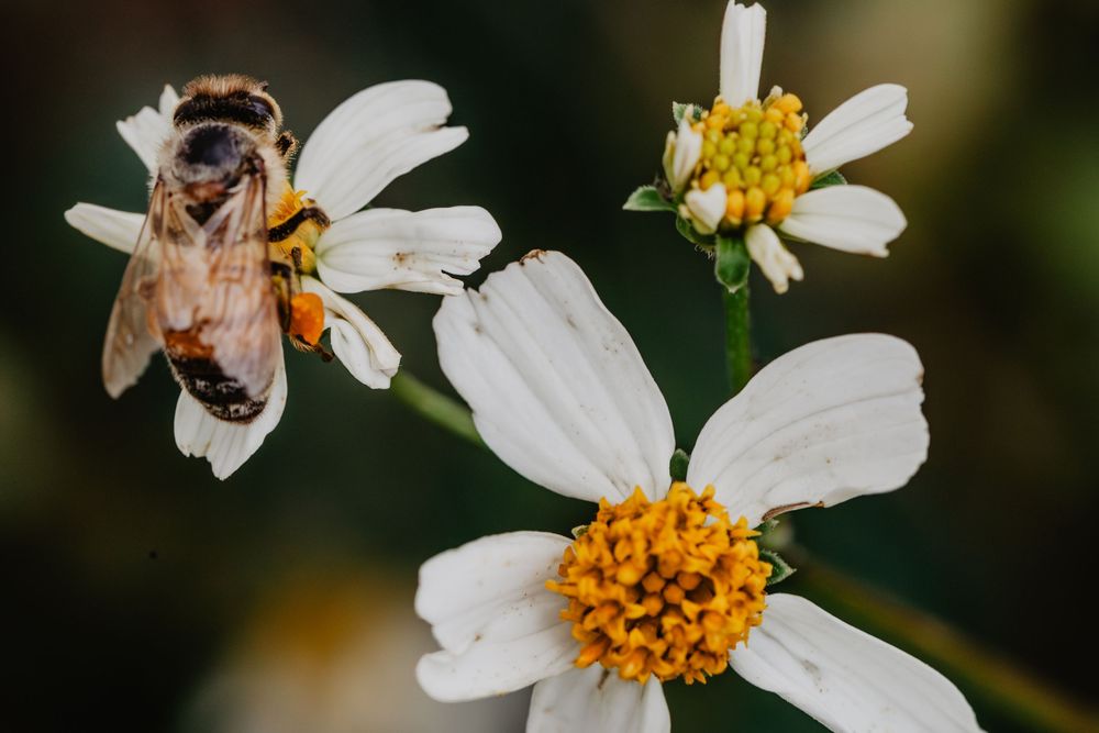 Bees and flowers. Springtime nature photography.