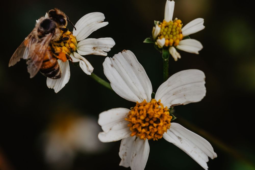 Bees and flowers. Springtime nature photography.