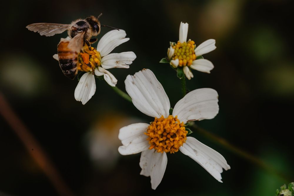 Bees and flowers. Springtime nature photography.