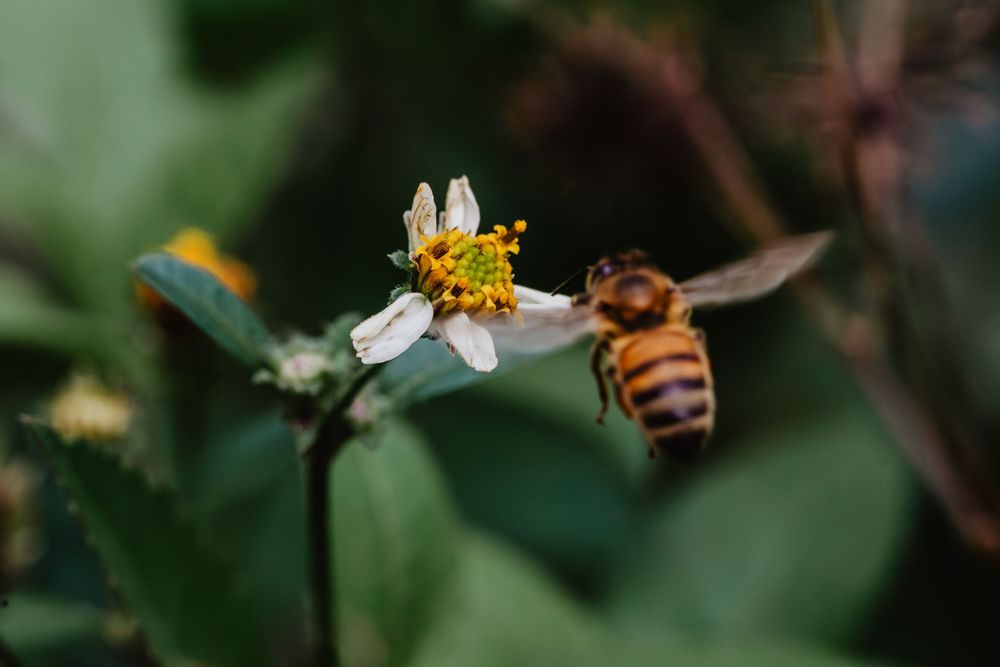 Bees and flowers. Springtime nature photography.