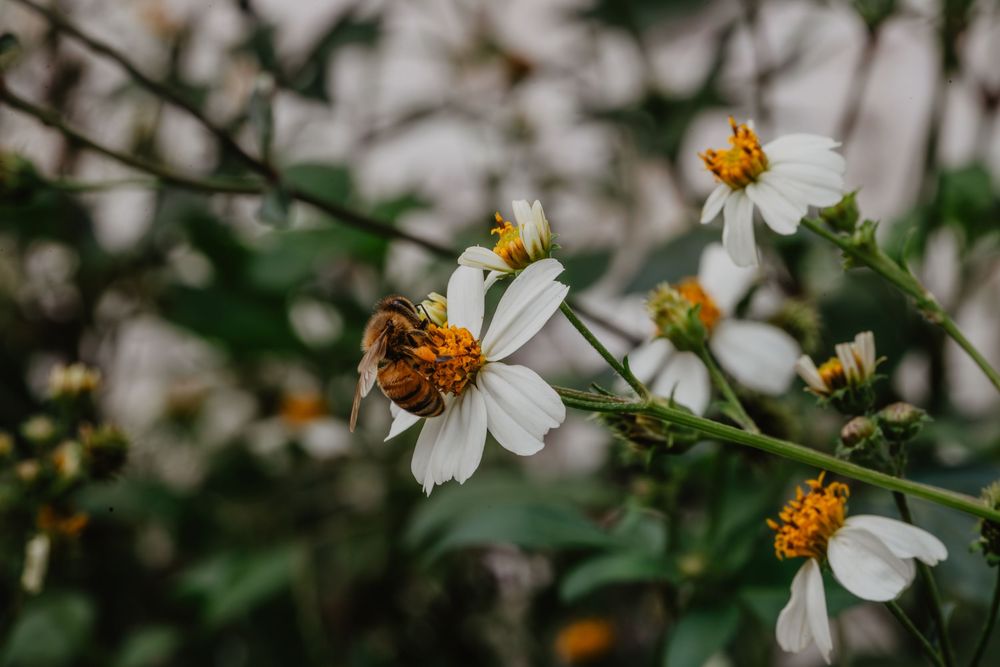 Bees and flowers. Springtime nature photography.