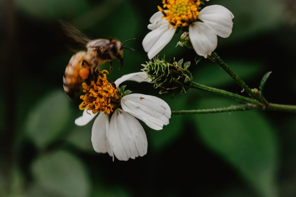 Bees and flowers. Springtime nature photography.