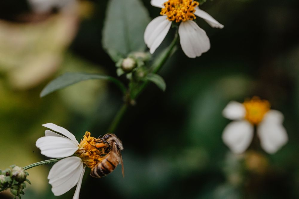 Bees and flowers. Springtime nature photography.