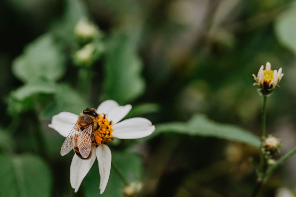 Bees and flowers. Springtime nature photography.
