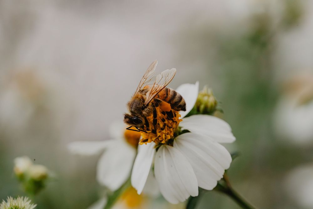 Bees and flowers. Springtime nature photography.
