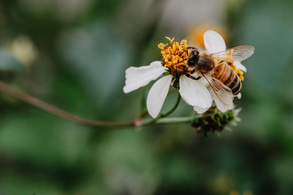 Bees and flowers. Springtime nature photography.