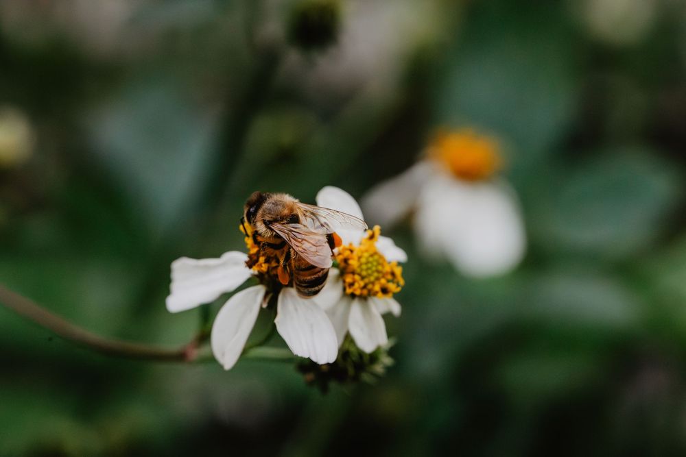 Bees and flowers. Springtime nature photography.