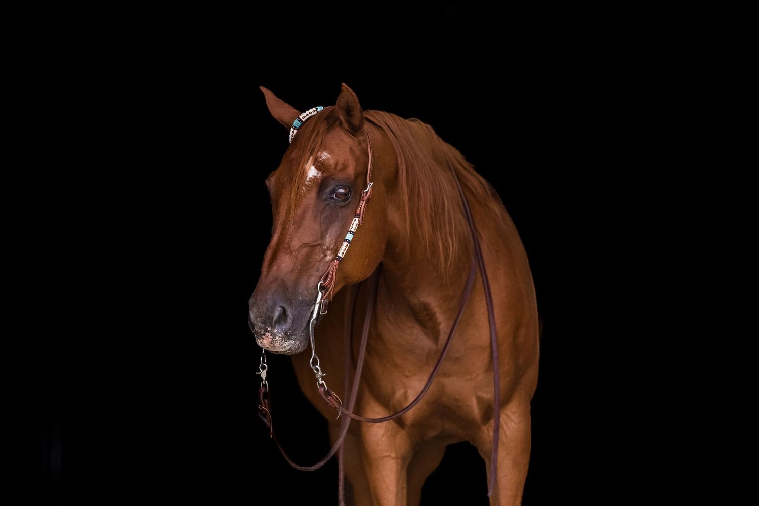Close-up portrait of a chestnut horse wearing bridle against black background.