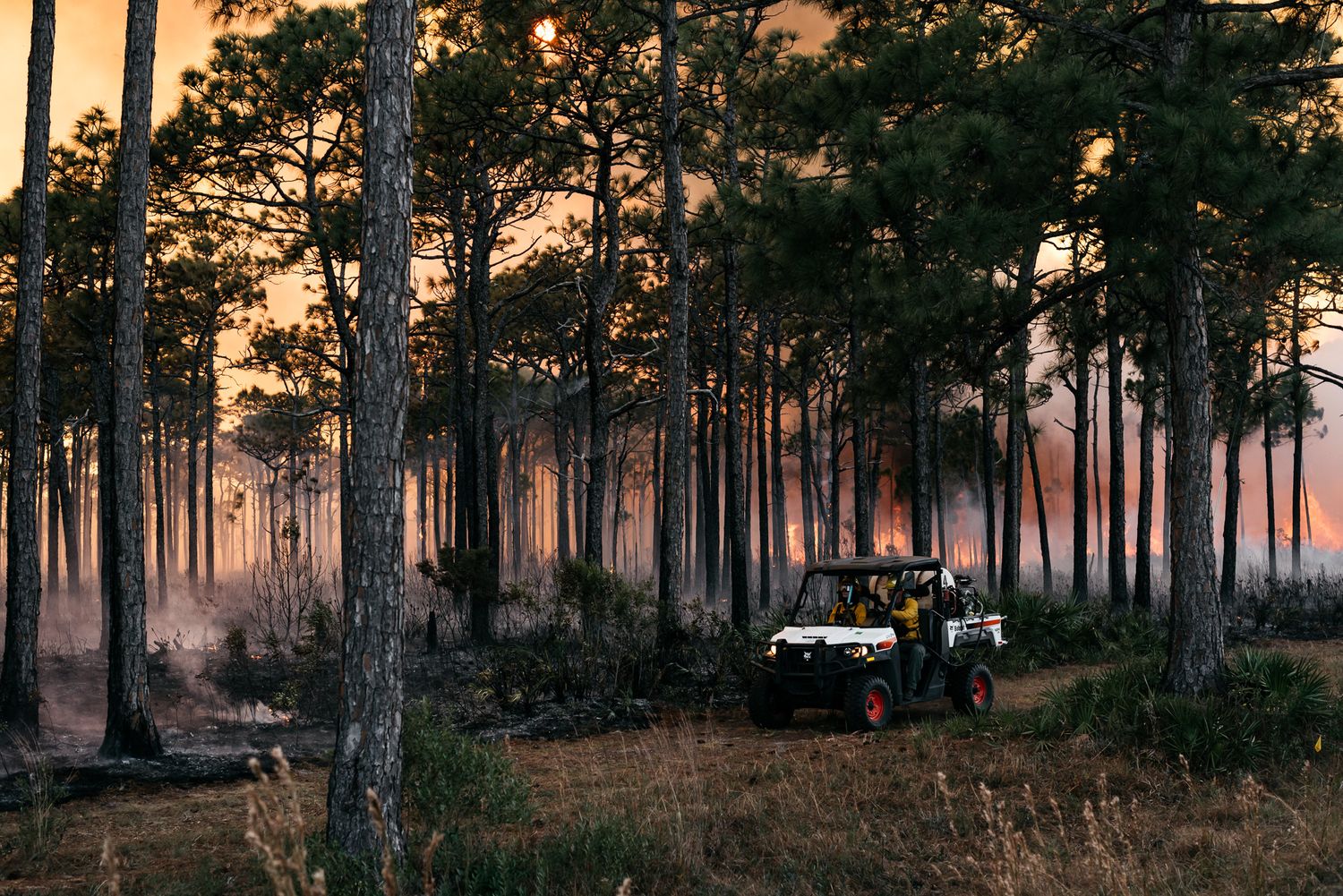 Vehicle driving through pine forest at sunset with controlled burn in background.