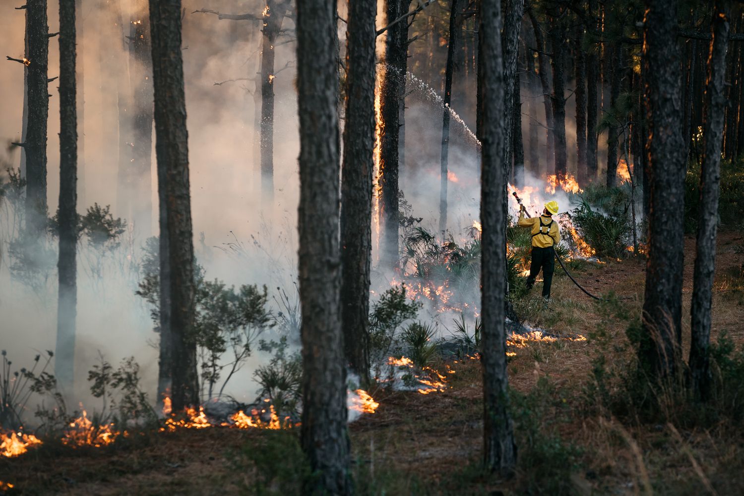 Forest fire burning through pine trees with smoke rising in dramatic lighting.