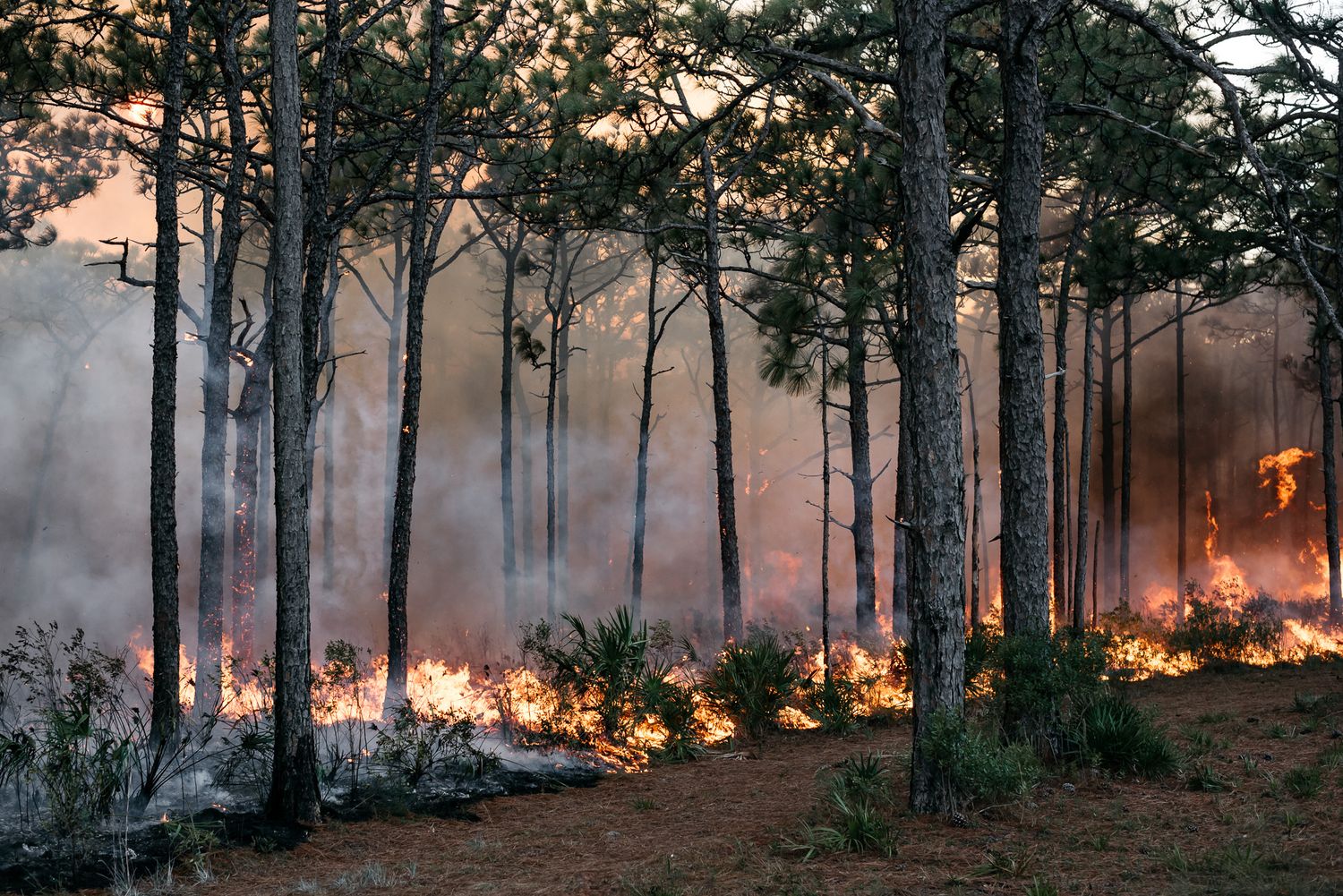 Forest fire burns through pine trees with intense orange flames and smoke during sunset.