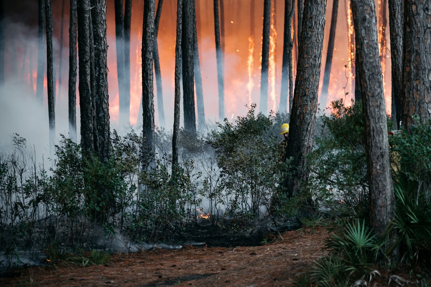 Smoke and flames engulf a pine forest with dramatic orange glow through the trees.