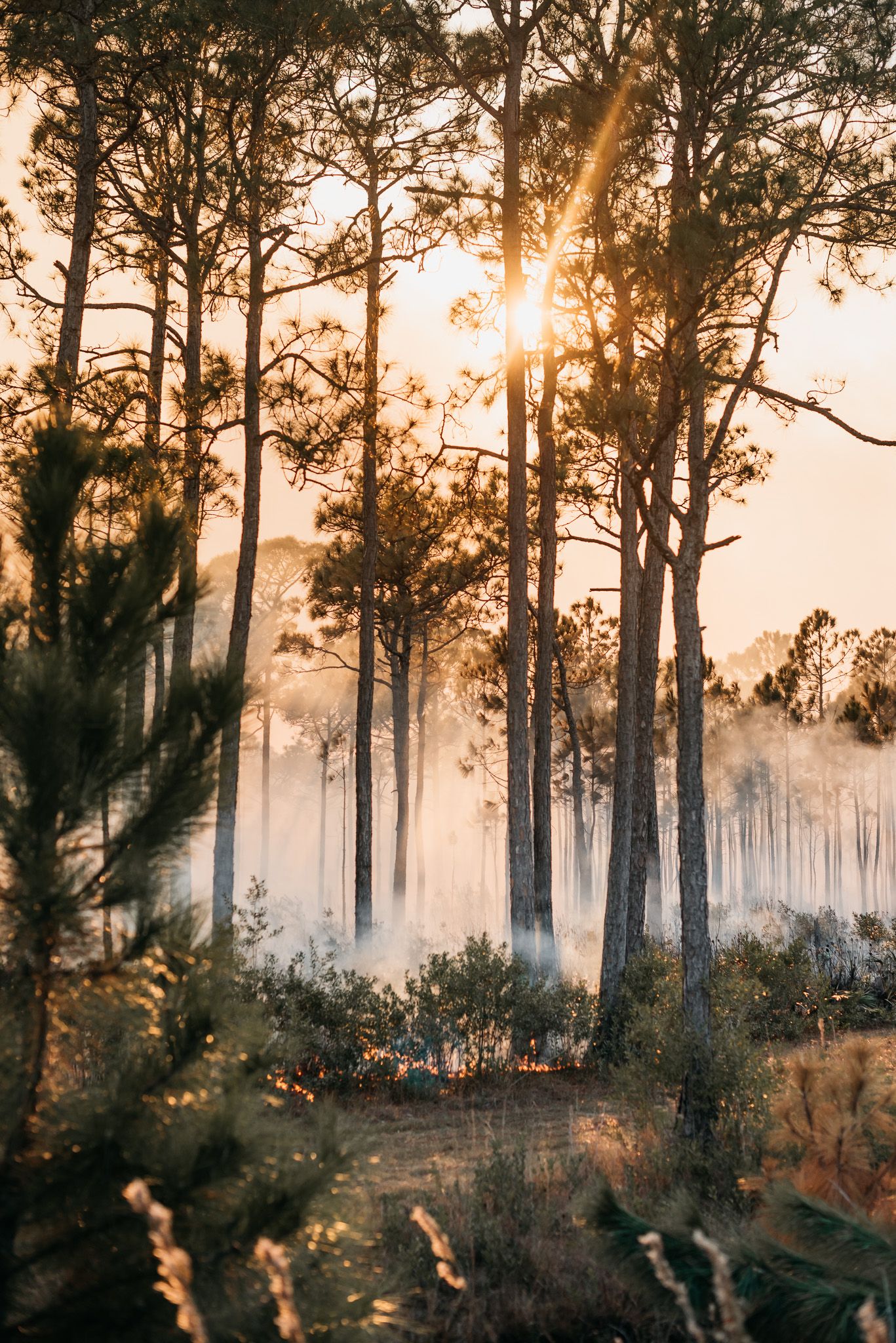 Golden sunlight filters through pine trees during a prescribed forest burn.