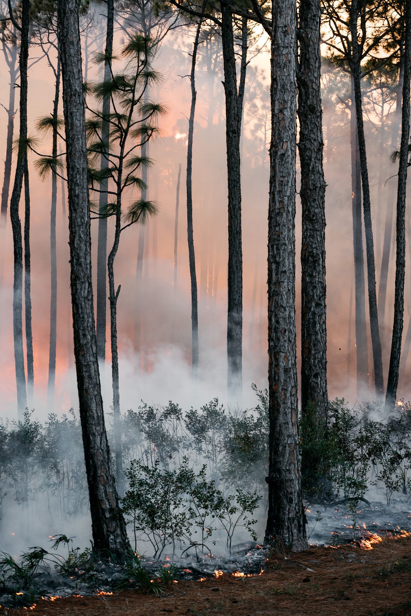 Smoke drifts through a controlled burn in a pine forest at sunset.