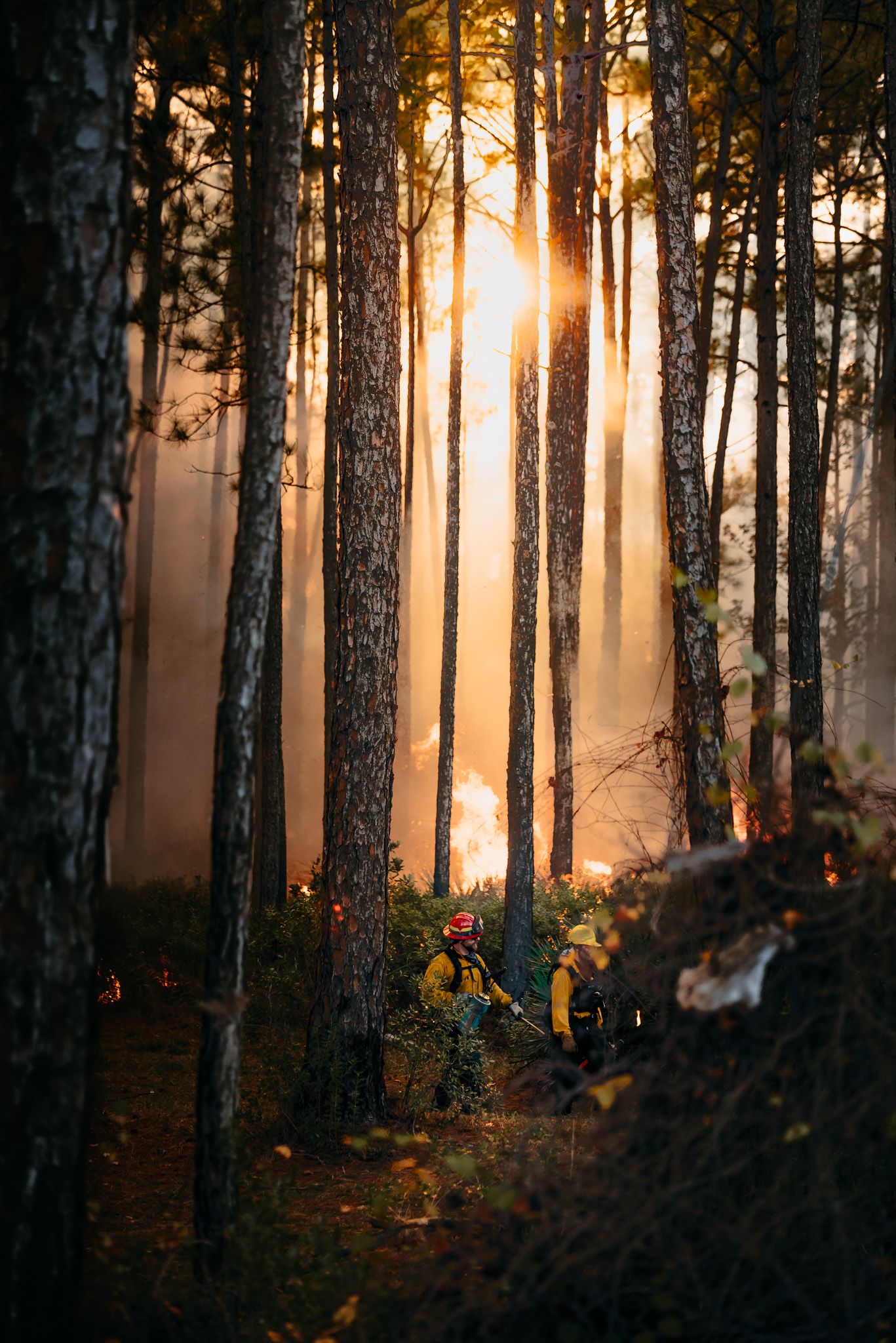 Emergency responders work in a smoky pine forest during sunset.