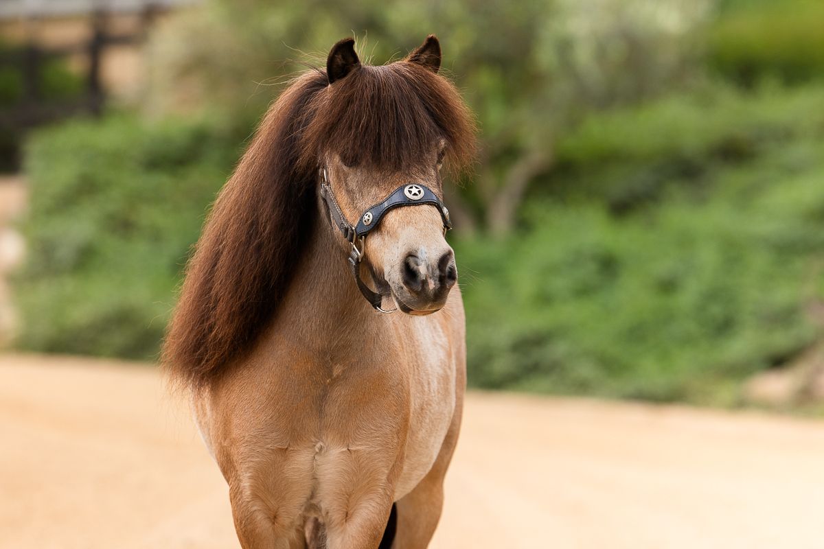 Chestnut brown shetland pony with long flowing mane stands on dirt path against blurred green background.