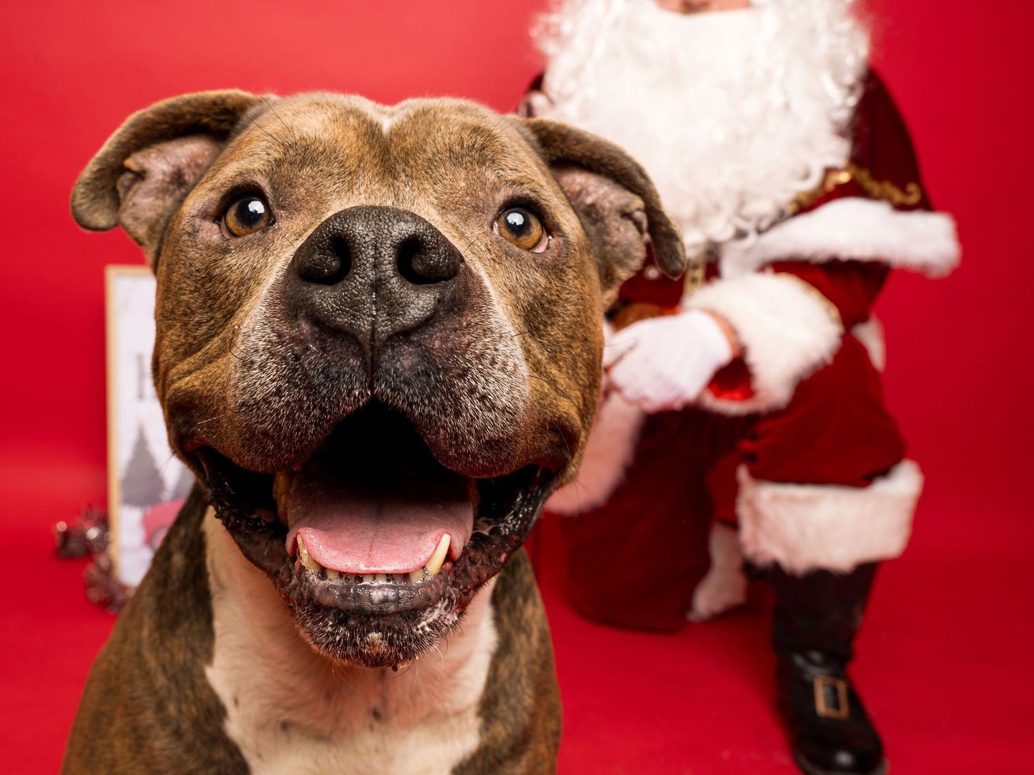 The face of a happy brown dog is shown on a red background with Santa Clause in the background.