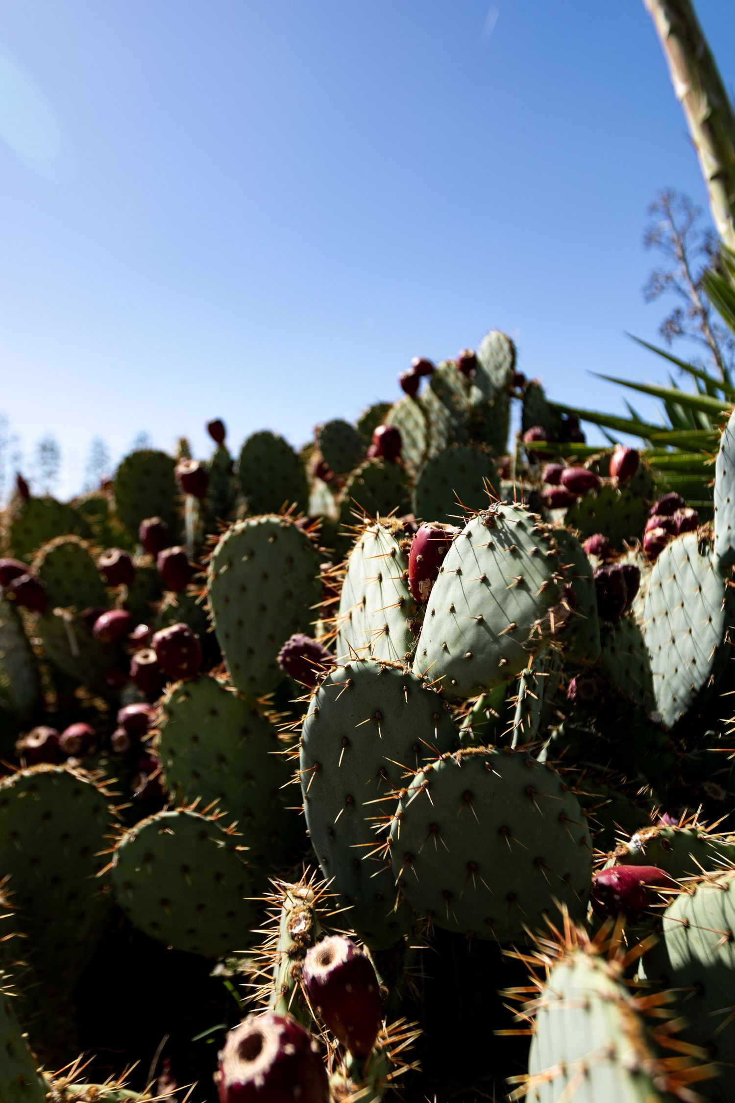 Prickly pear cactus plants backlit by sunlight showing spines and pink blooms.