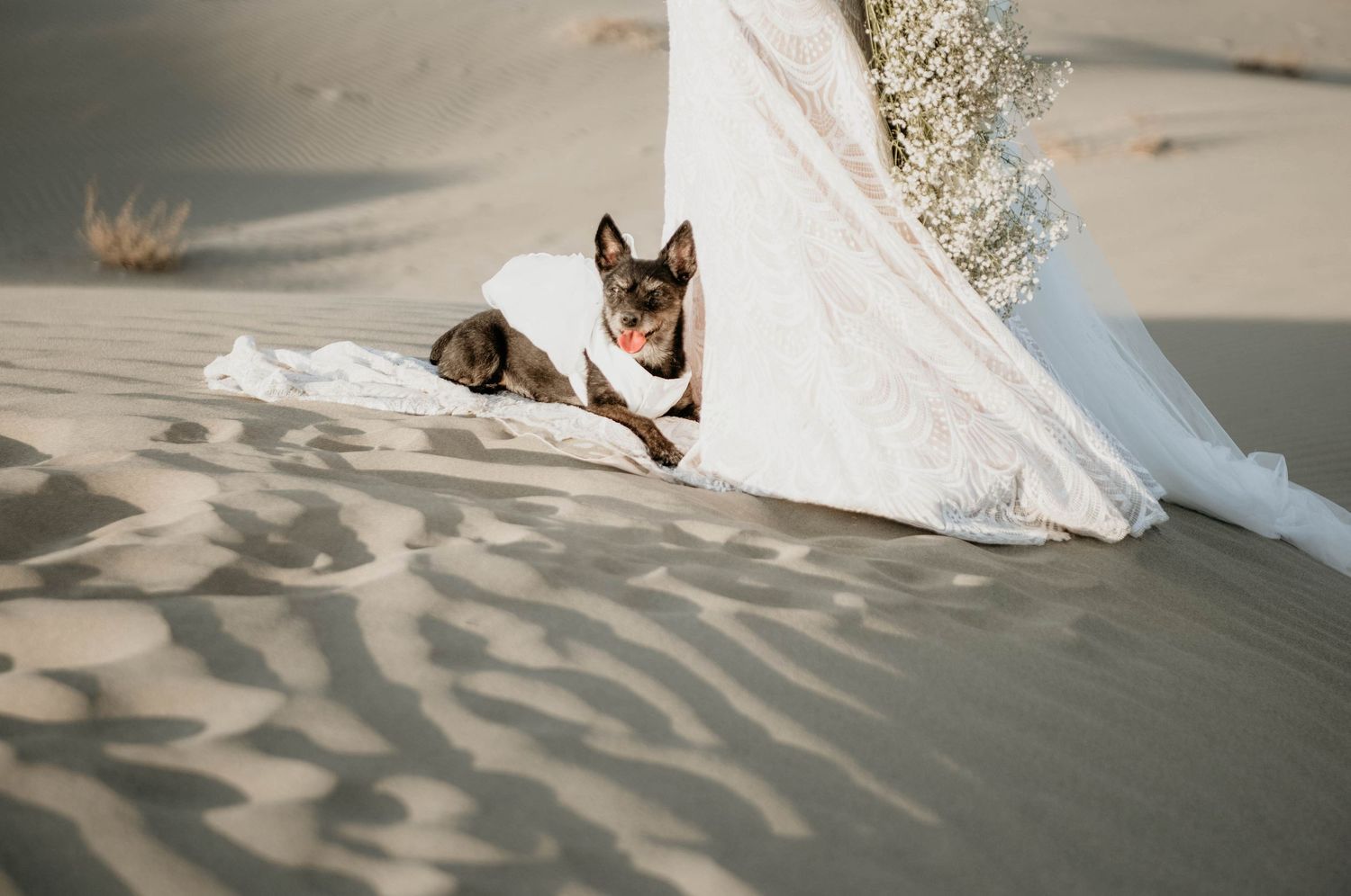 A small dog peeks out from behind flowing white fabric on sandy dunes with intricate ripple patterns.