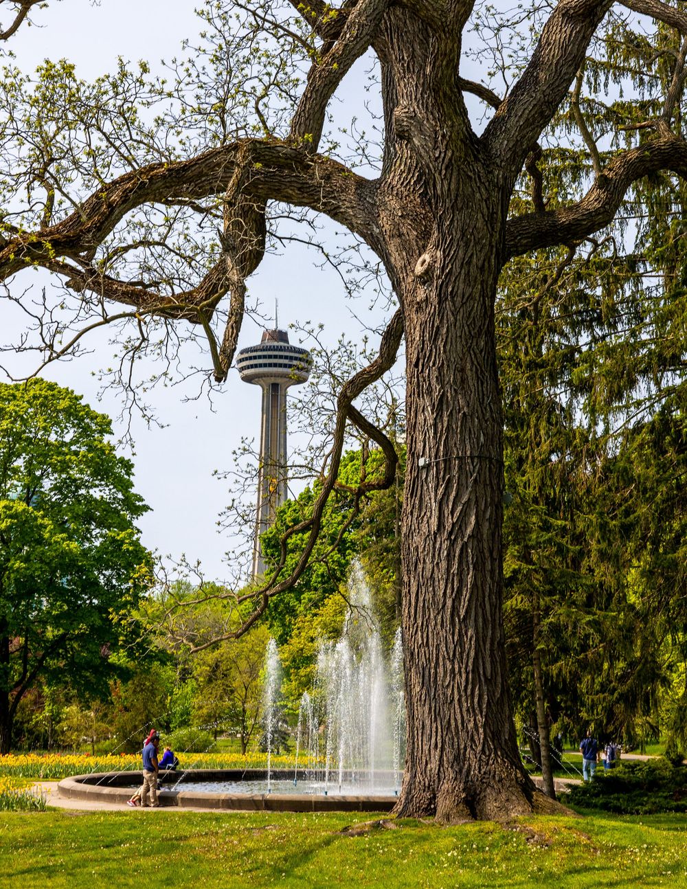 Large old trees with thick trunks spread their branches across a green park landscape.