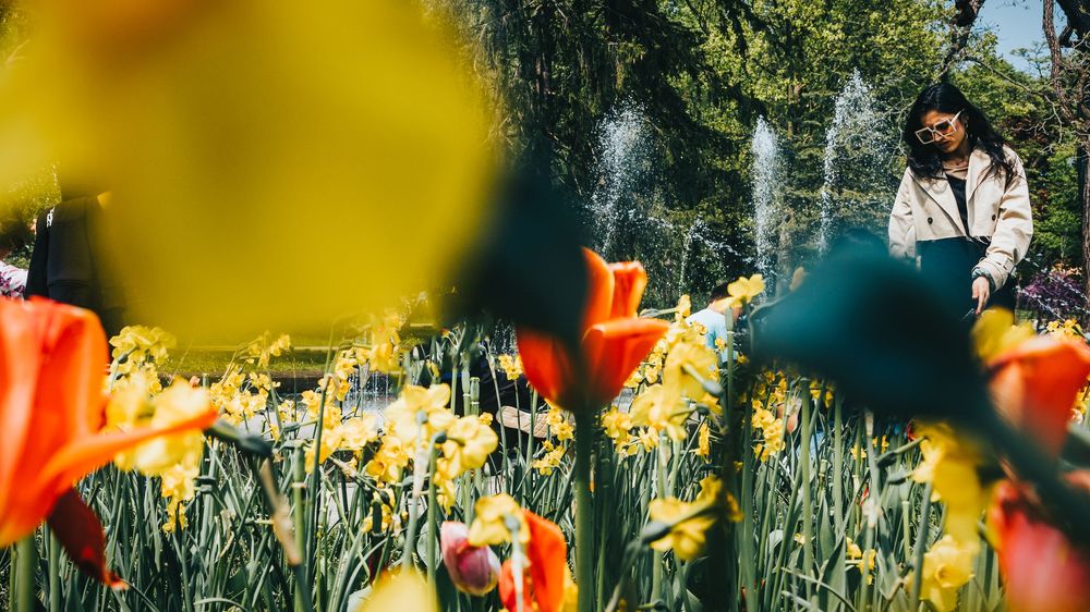 Colorful tulips in yellow and orange bloom in a garden with soft focus effect.