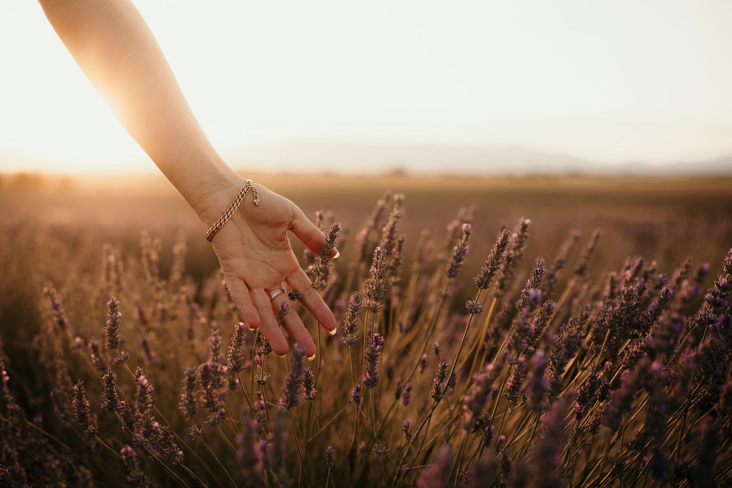 A hand gently touches purple lavender flowers in a field during golden sunset.