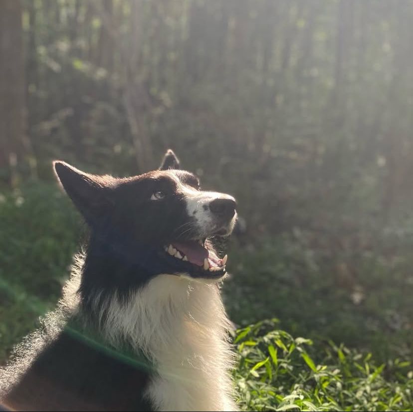 a black and white dog